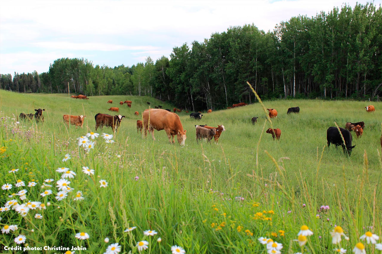 St-Édmond-les-Plaines Lac-Saint-Jean